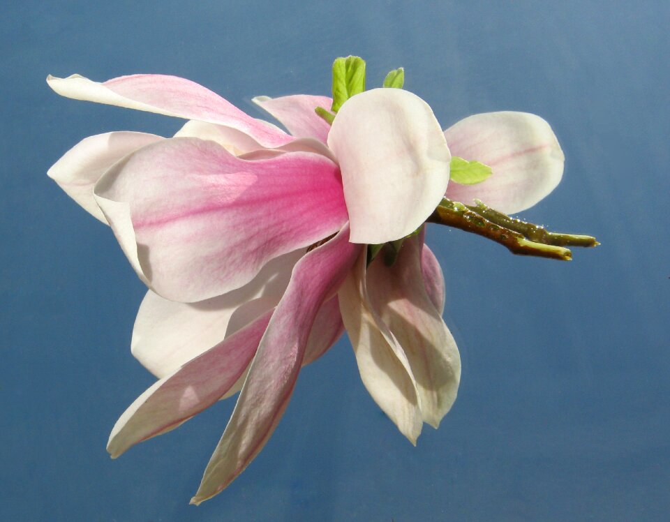 Pink spring blossom