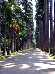 Botanical garden rio de janeiro forest
