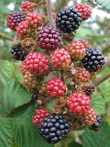 Black berries food