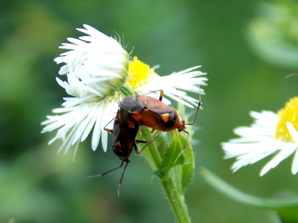 Meadow animals flowers