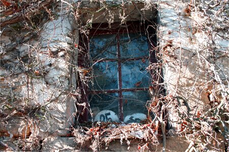 Window ivy dry