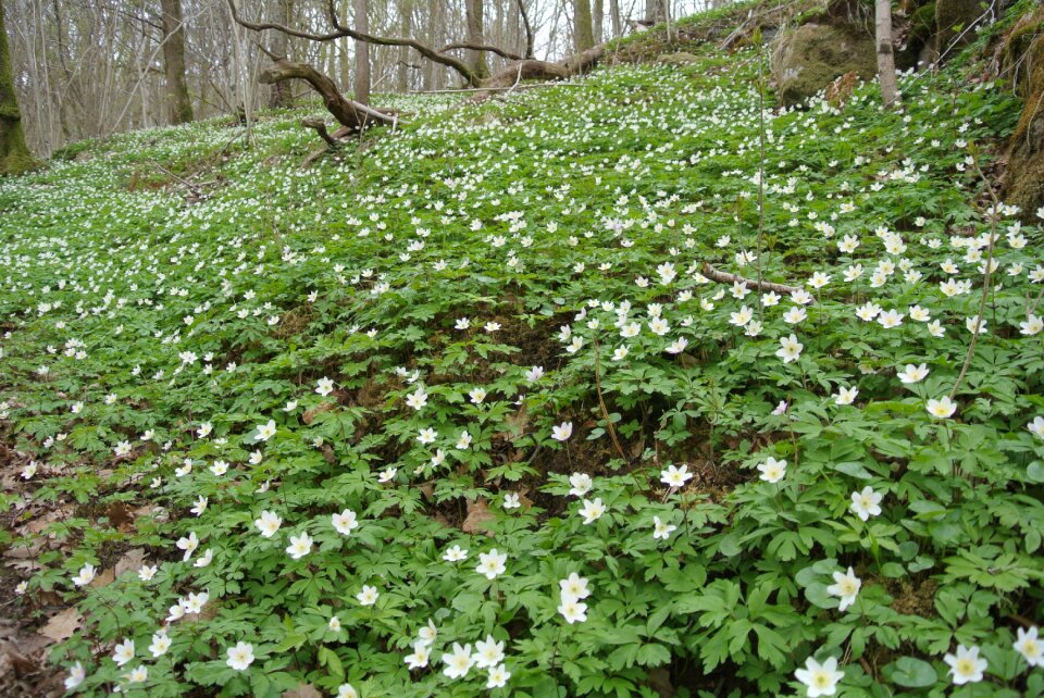 Flowers nature spring