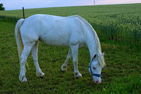 Grazing evening light pasture