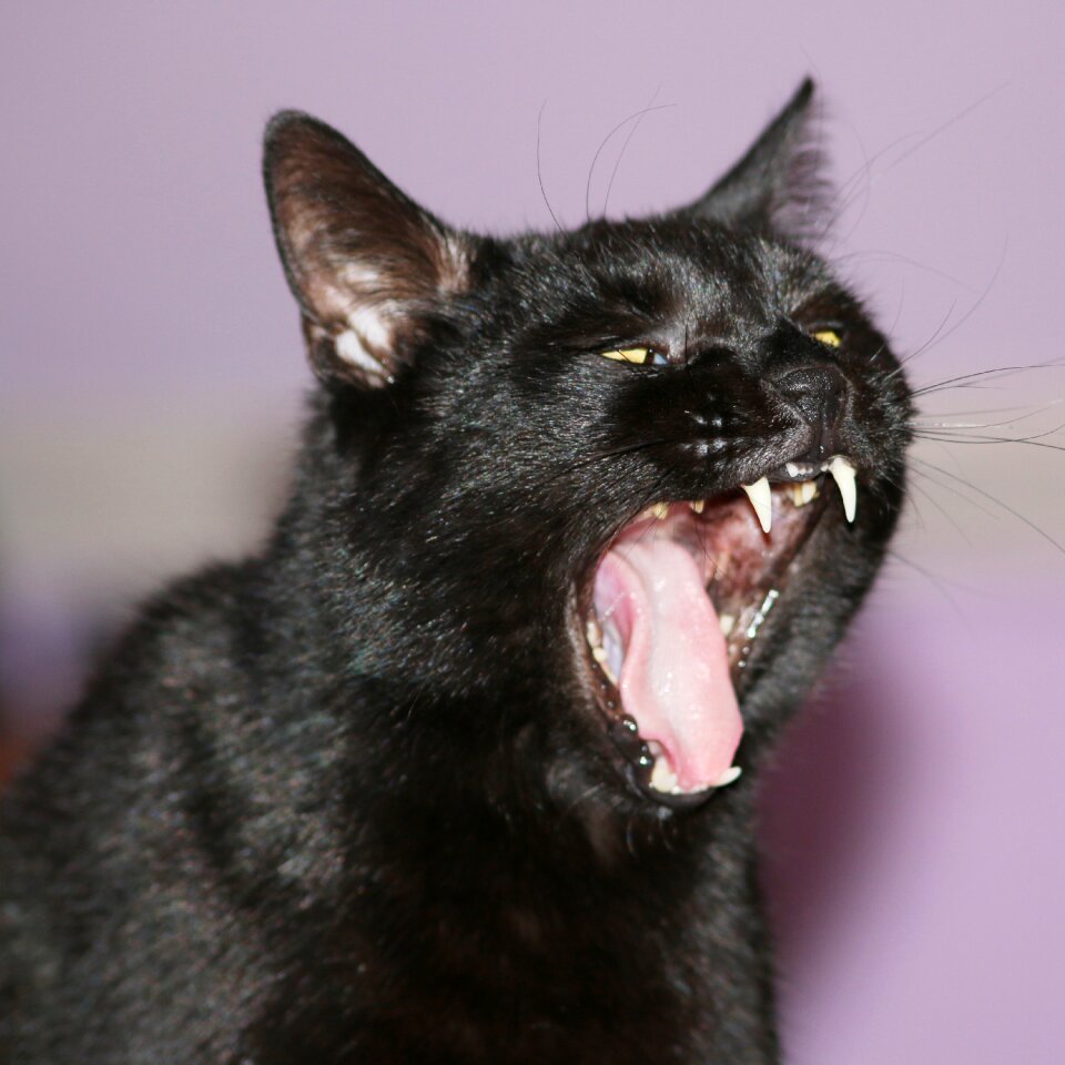 Black cat cat face mieze