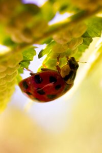 Nature macro red