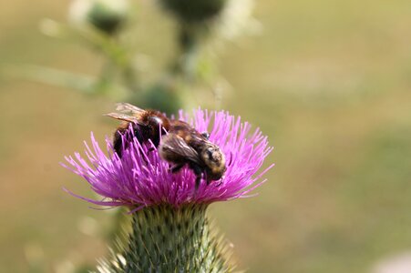 Thistle bees thistle flower photo