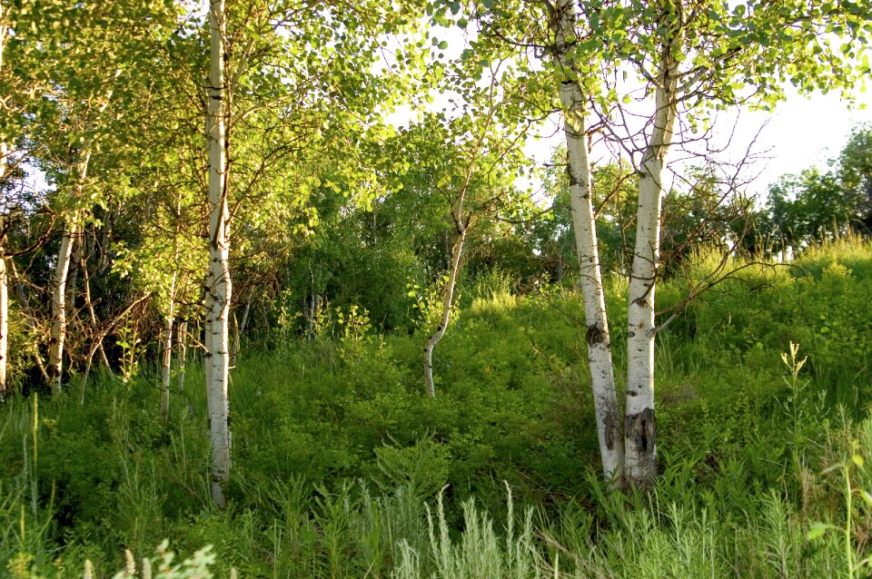 Birch brkenwald trees