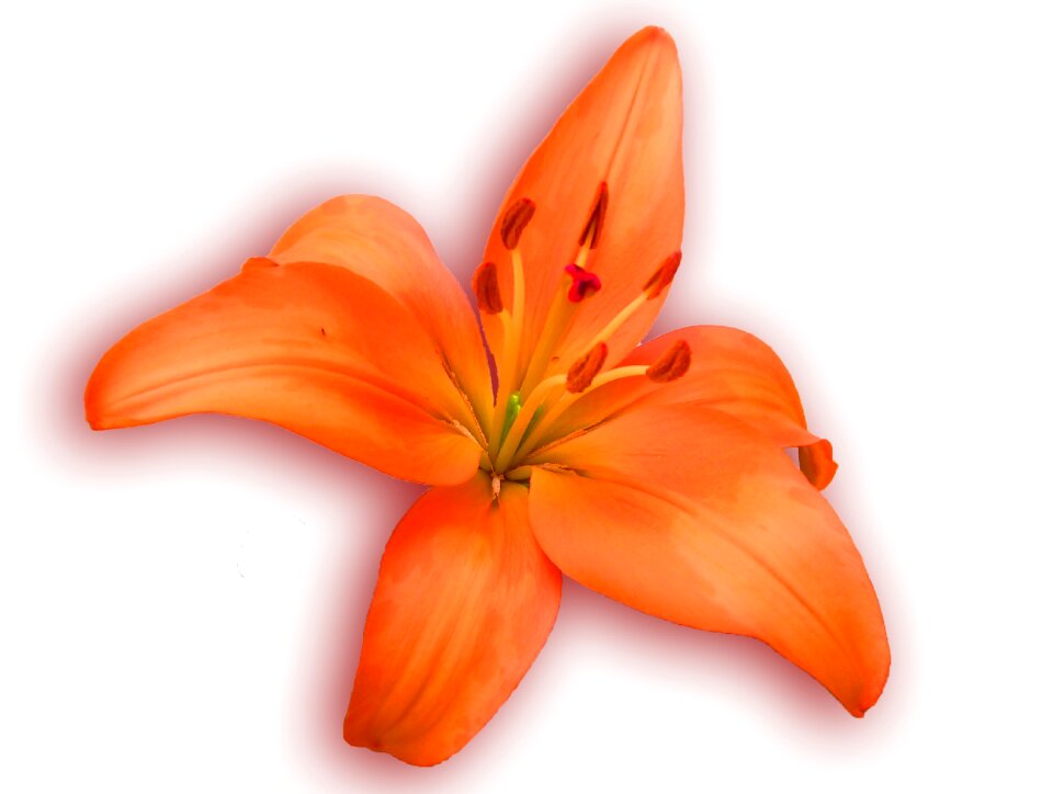 Bloom blossom open
