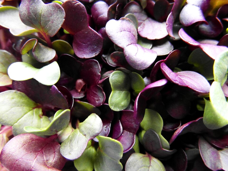 Germinate bio close