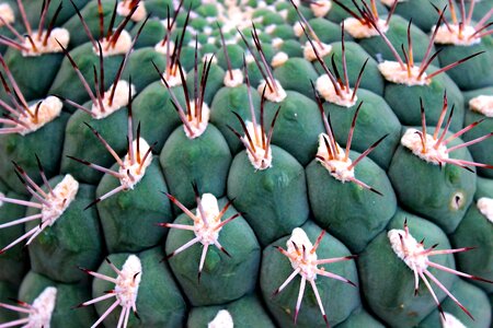 Thorns cactus greenhouse green