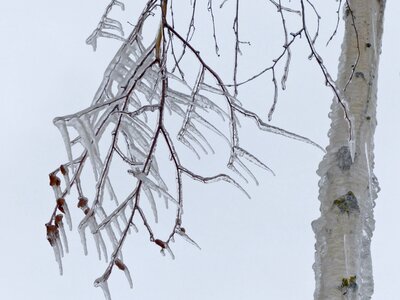 Winter branch tree photo