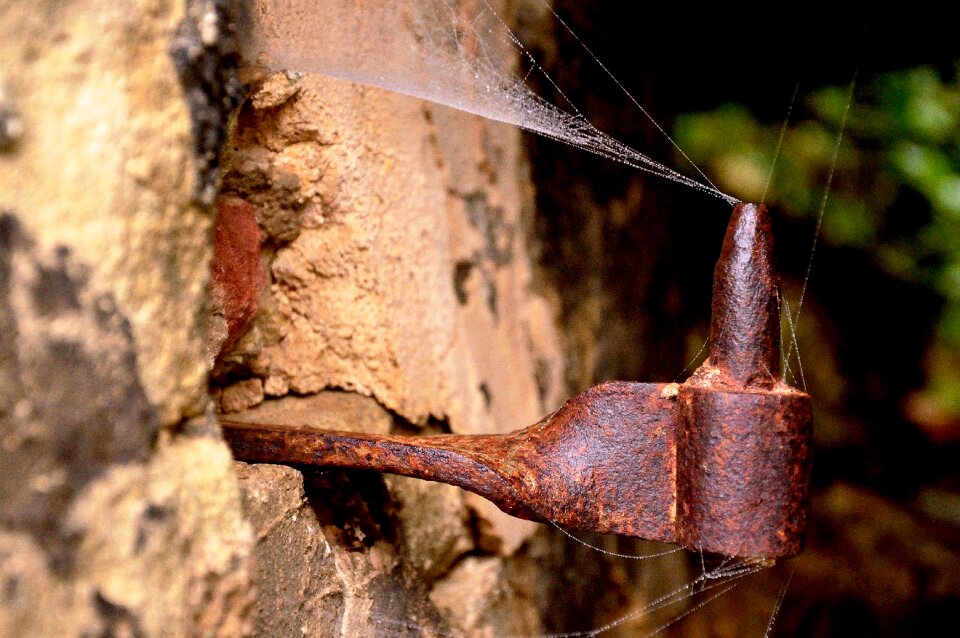 Spider cardine ancient