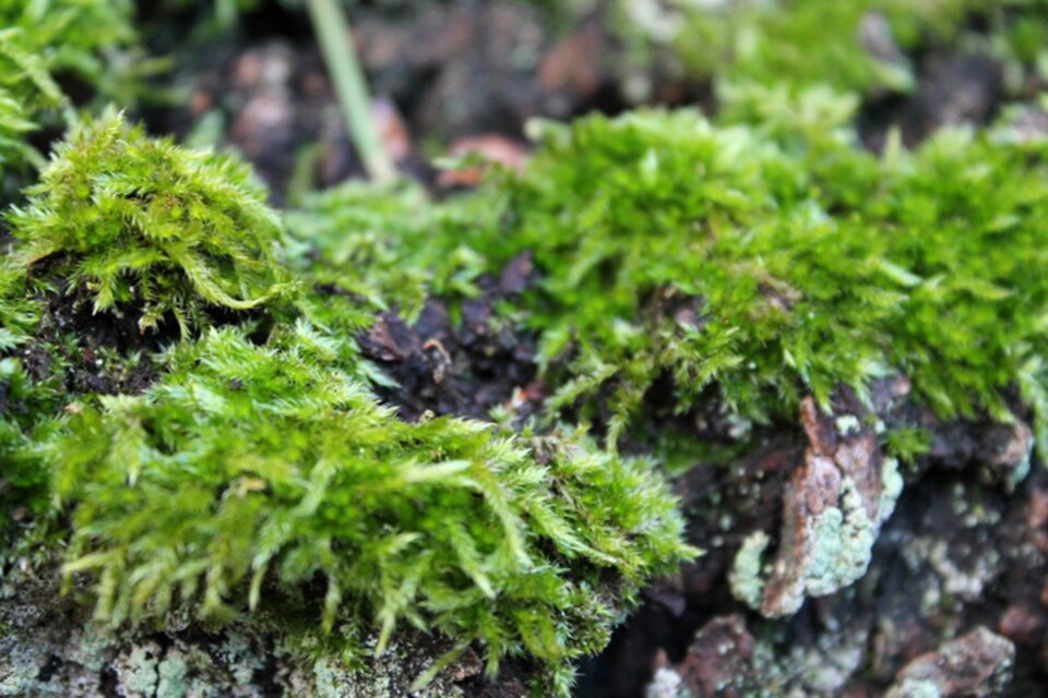 Nature green close up