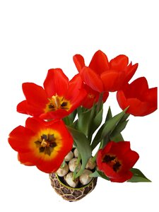 Bloom blossom open