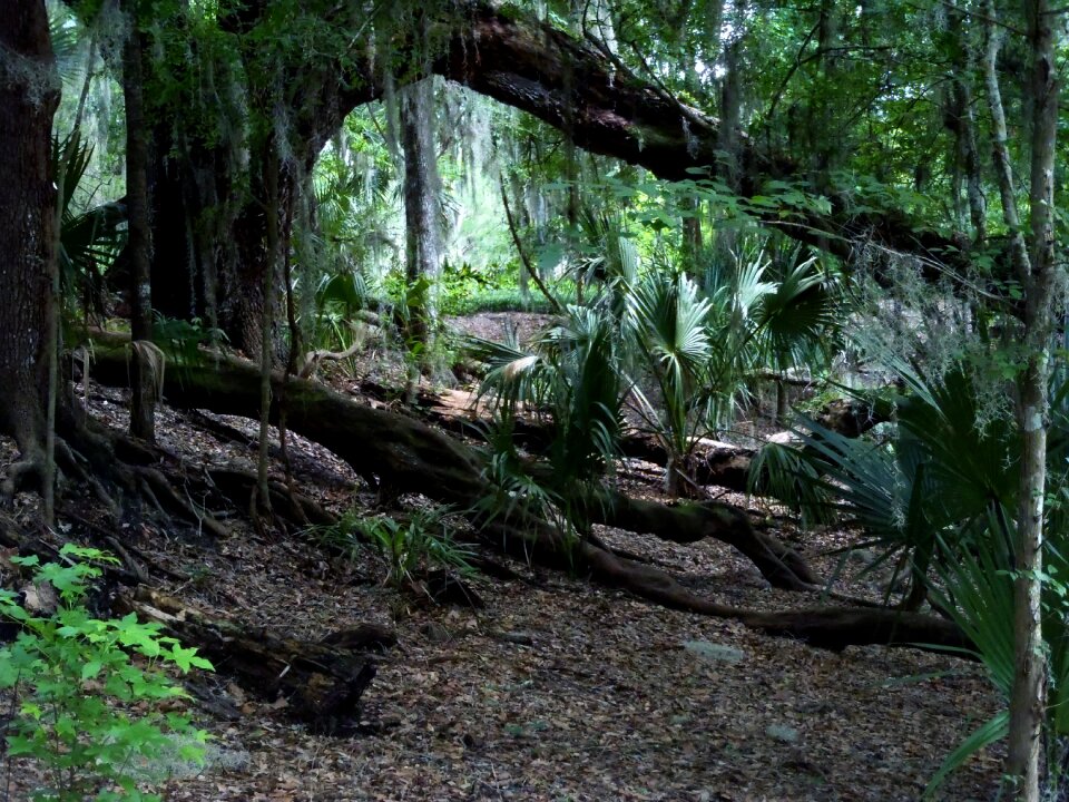 Georgia nature outside