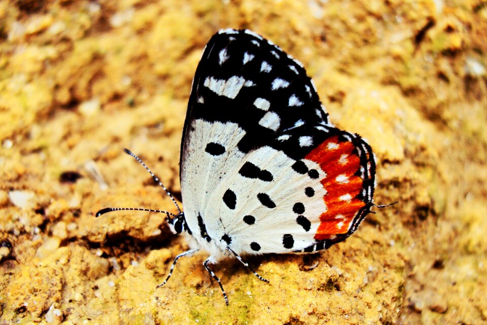 Sri lanka mawanella ceylon