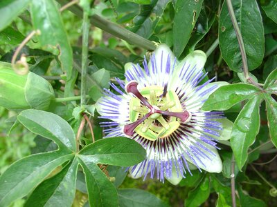 Plant flowers passion flower plant photo