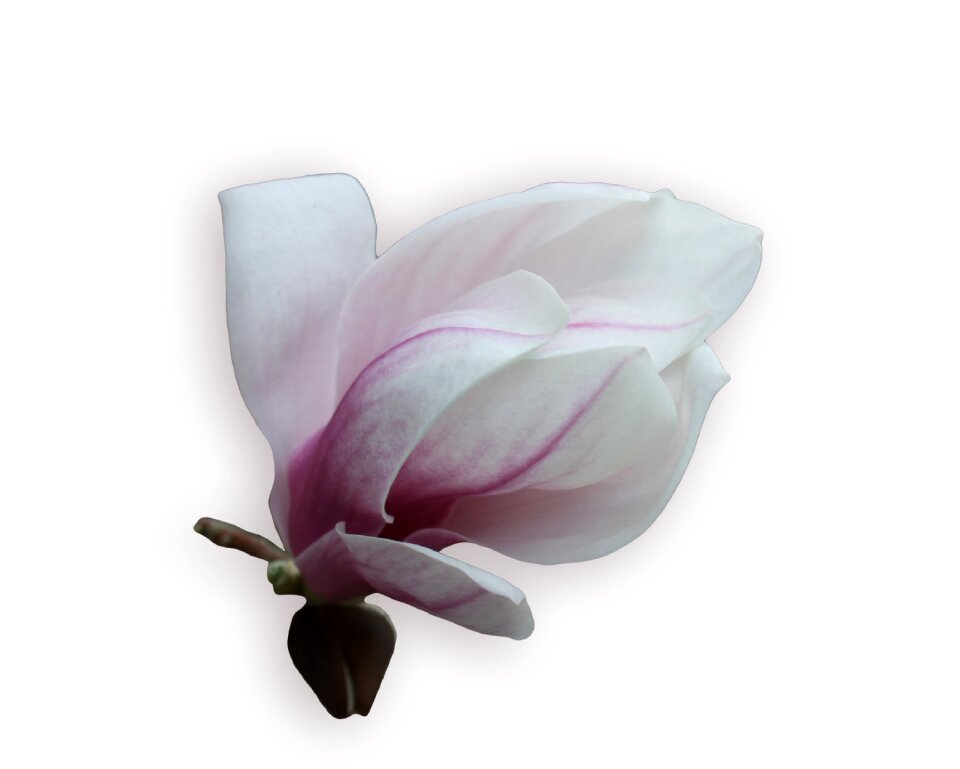 Spring blossom bloom