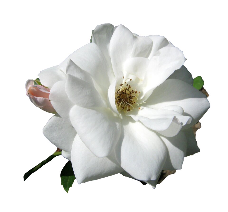 Bloom bloom blossom