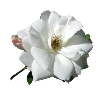 Bloom bloom blossom
