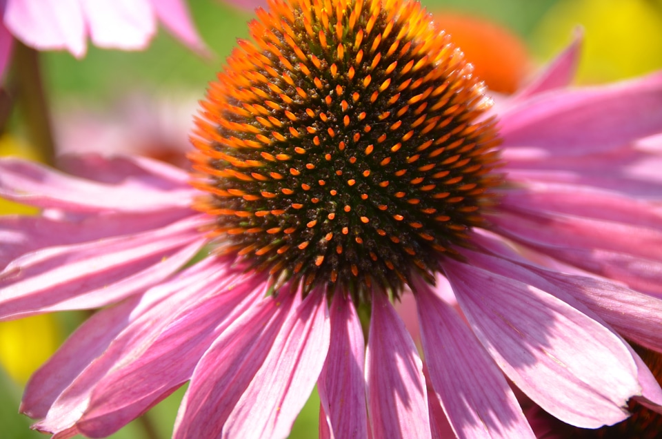 Pollen summer garden