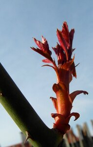 Young bud awakening