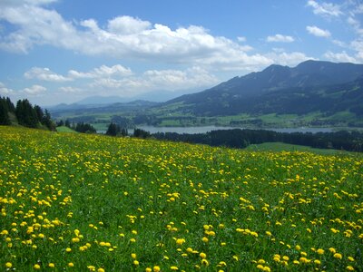 Gruentensee allgäu meadow photo