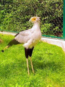 Bird secretary bird animal