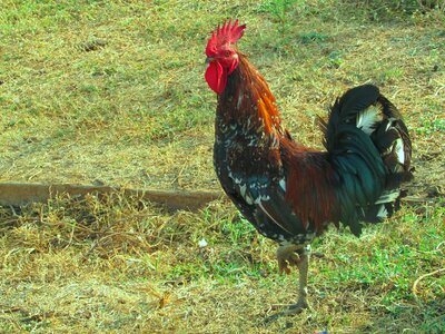Farm animal bird
