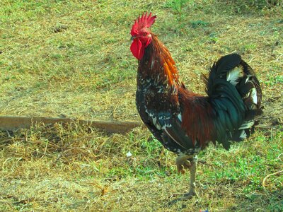 Farm animal bird photo