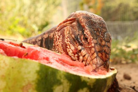 Cold blooded animals reptile eat photo