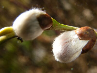 Spring march snowdrop