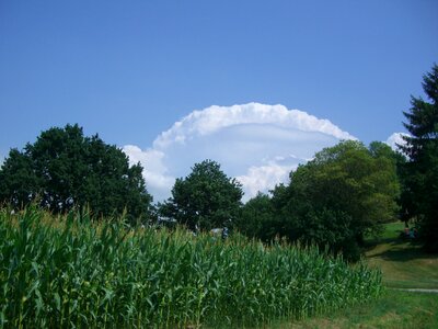 Blue cornfield green photo