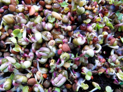 Radix grow germinate