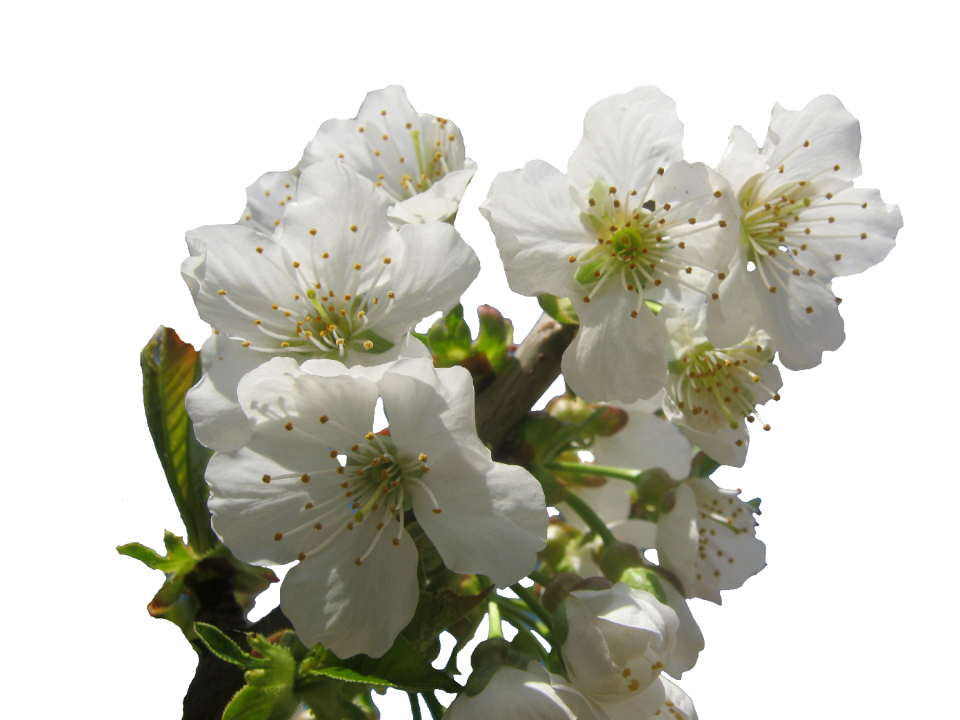 Spring isolated risen