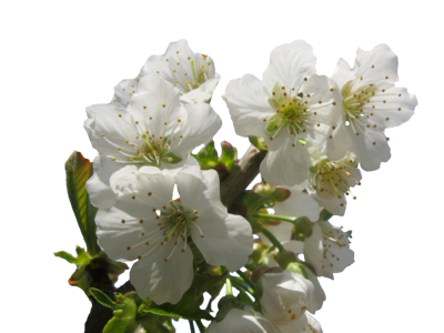 Spring isolated risen