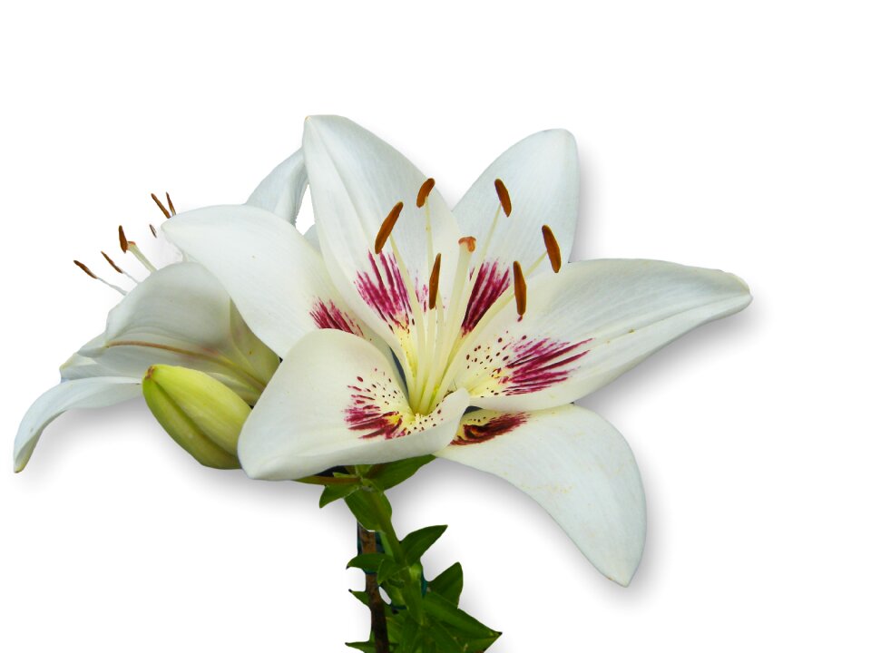 Bloom blossom open
