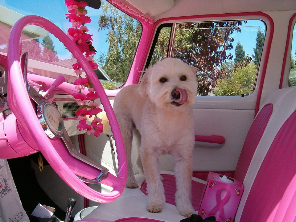 Vehicle automobile terrier