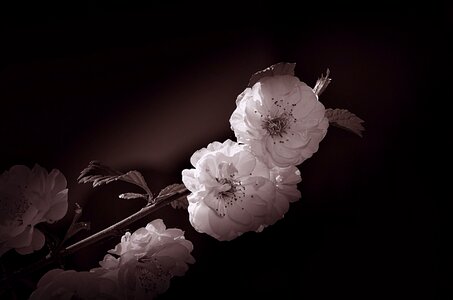 Spring flowers black and white