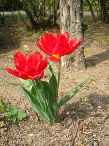 Bloom blossom open