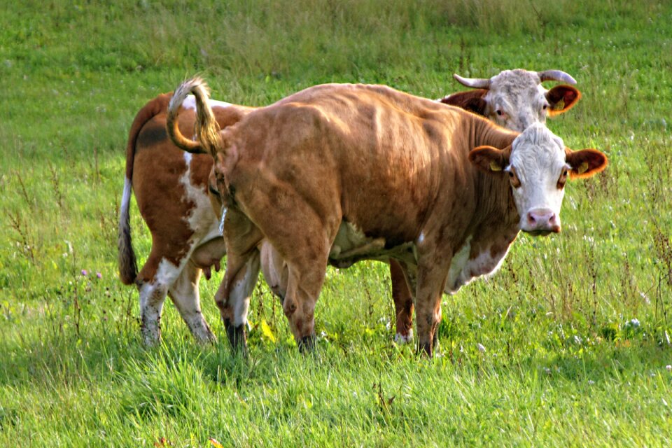 Animals meadow nature