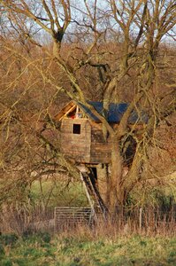 Tree take refuge tranquility
