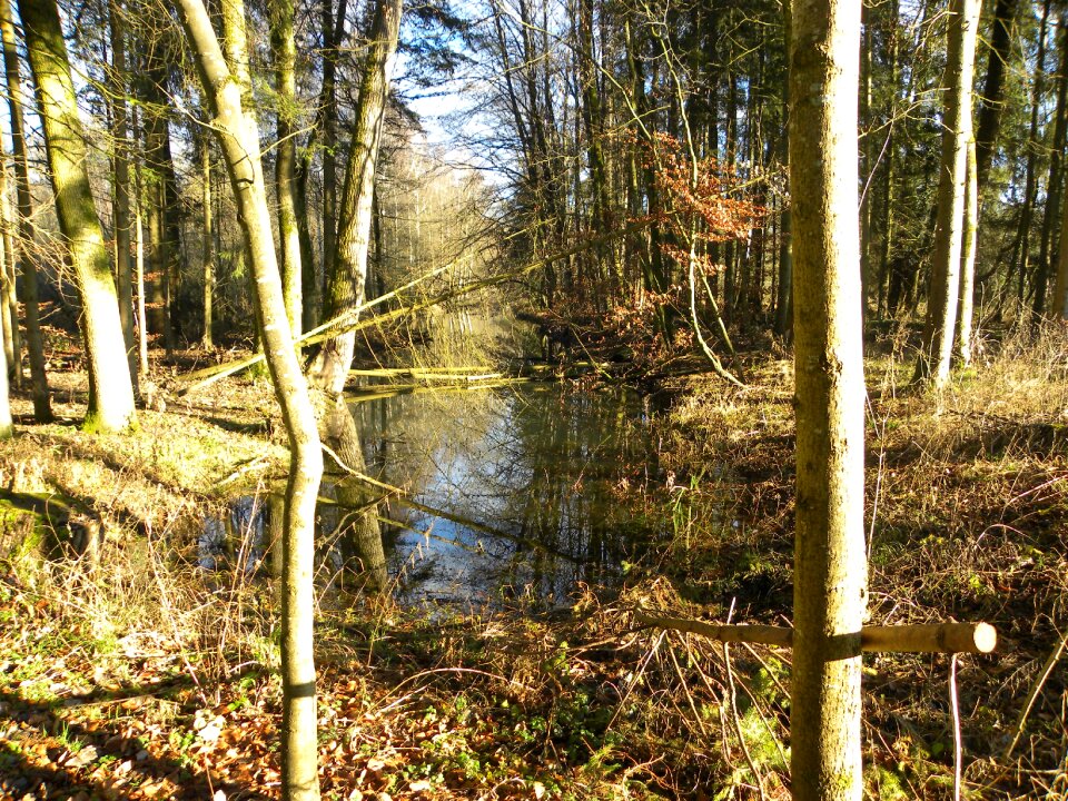 Trail autumn mood forest photo