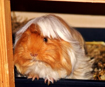 Sweet cute rodent