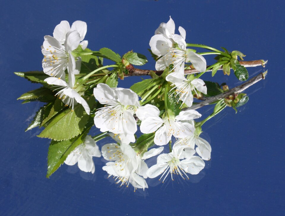 Spring bloom blossom