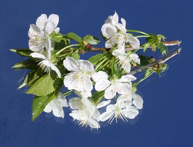 Spring bloom blossom