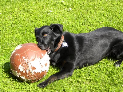 Play chewed chewed through