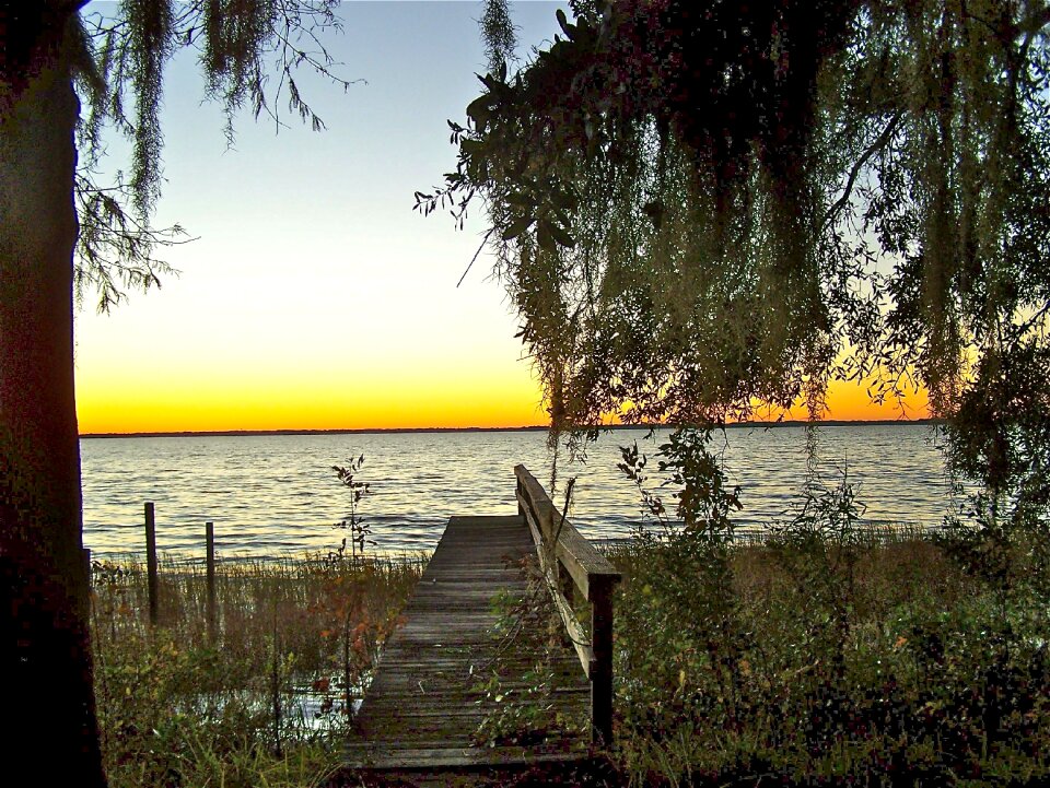 Lake tree scenery