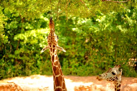 Zoo african big