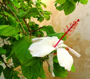 Bloom green white